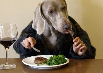 Top 5 Best Pet Food Manufacturers